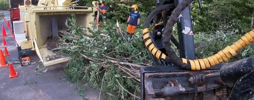 How to Find an Affordable Tree Service in Western North Carolina