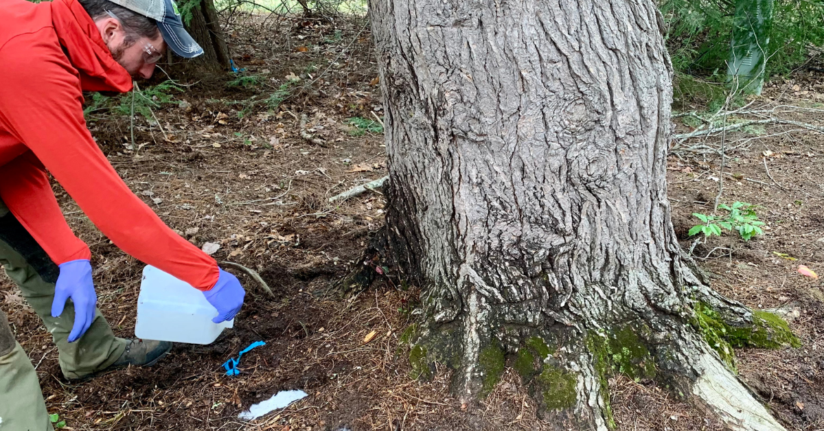 Tree Health Care in Western North Carolina