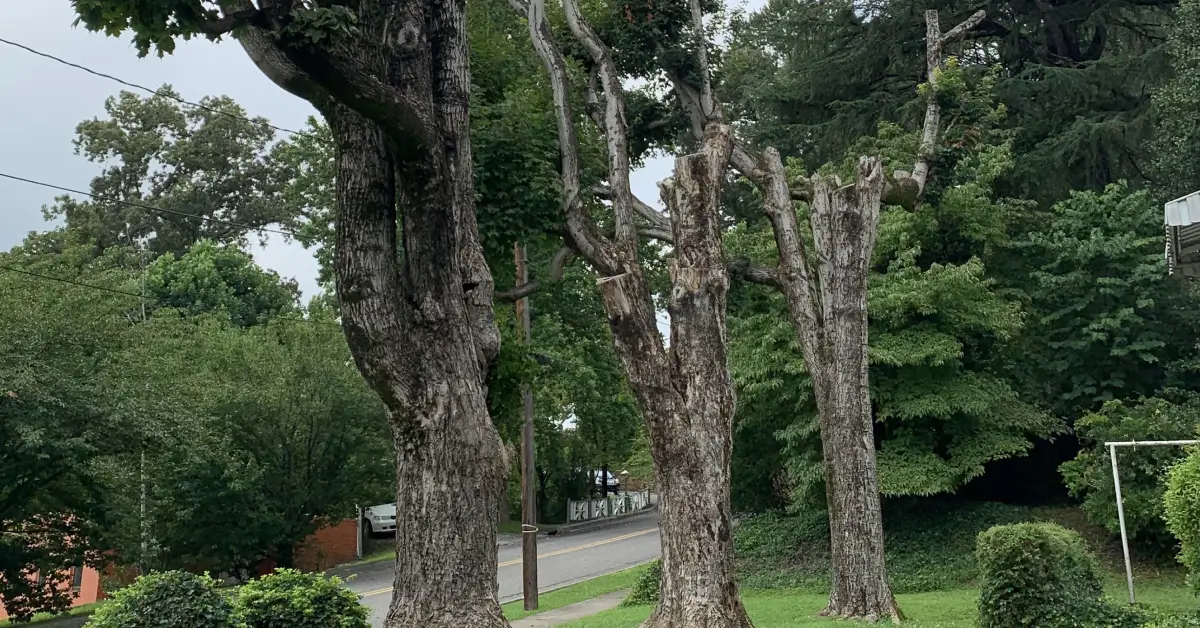 Tree Topping: An Unethical Practice
